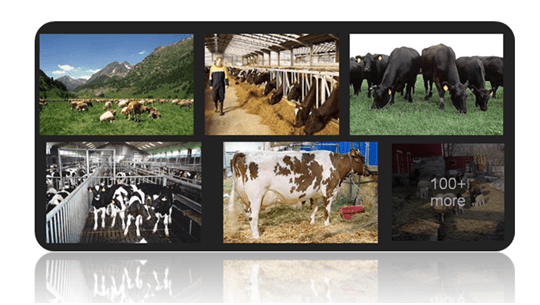 ซะกาต ปศุสัตว์